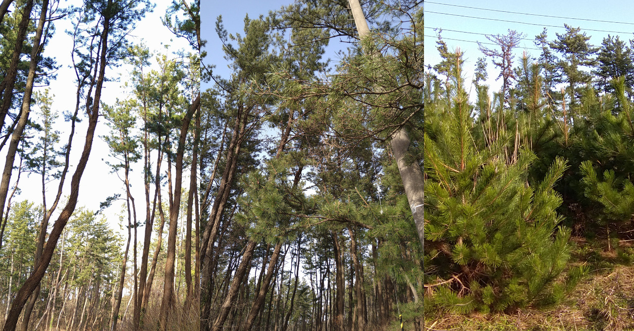 庄内の黒松 山形県庄内(酒田市)の黒松