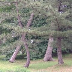 黒松と赤松の違いは？松の種類とオススメの松の採取場所について