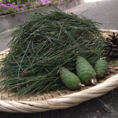 松葉の栄養をめぐる旅①～松葉は良質なたんぱく源の宝庫