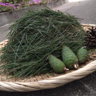 松葉の栄養をめぐる旅①~松葉は良質なたんぱく源の宝庫
