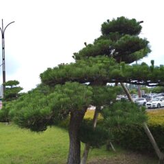 これからは松竹梅の時代？