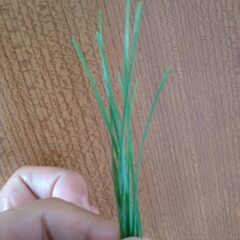 松葉活用法④｜一番簡単でシンプルな方法とは？