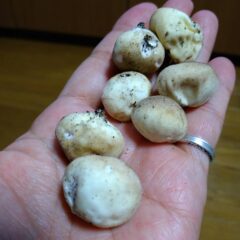 幻のキノコ、松露を食べてみた