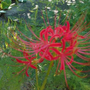 東北の秋は深まりゆく