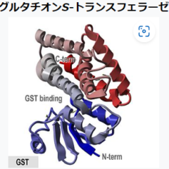 松葉にも含まれているグルタチオン！｜シェディング対策にも