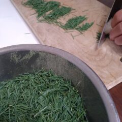 松脂は松葉の冬場のコート