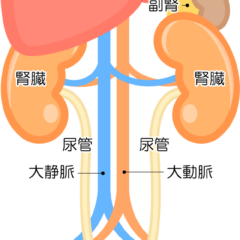 肝臓と腎臓の関係。そしてスギナの効能との関連性
