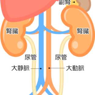 肝臓と腎臓の関係。そしてスギナの効能との関連性
