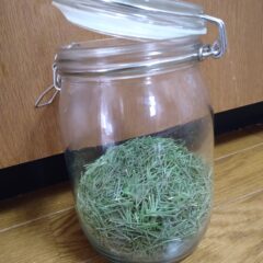 松葉は呼吸する