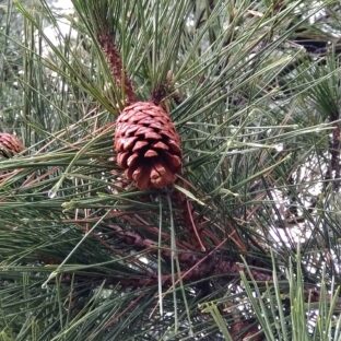 庄内の松だより|12月