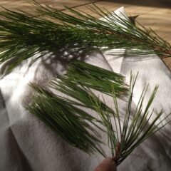 旅先でも松葉で嗅覚浄化