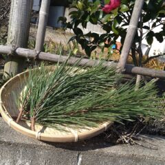 松にもアレルギーがあるの?|初体験!松で鮫肌になった話し