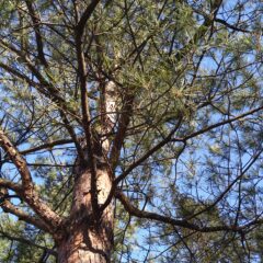鳴子温泉神社と赤松の木々