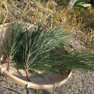 黒松の生枝葉【毎週月曜日締切り|(火)~(木)発送】