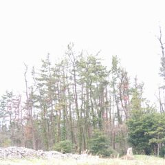 庄内の松だより | 2024年2月