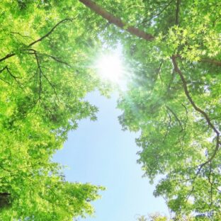 森林浴のリラックス効果!ストレスを解消して心と体を癒す方法を解説