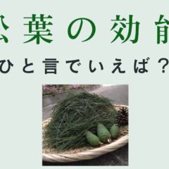 松の効果•効能|一言で表す松の良さとは？①