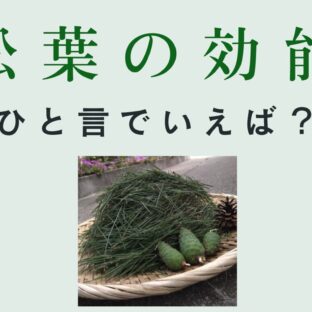 松の効果•効能|一言で表す松の良さとは?①