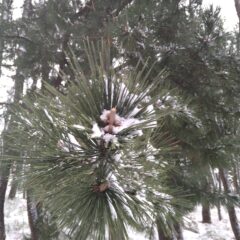 庄内の松だより|2024年3月