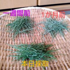 松葉茶は鮮度が命?まとめ買いより定期配送を勧める3つの理由とは?