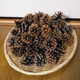 驚愕の極楽湯！松ぼっくり湯とは？松ぼっくりのお風呂の効能と入った体験談について