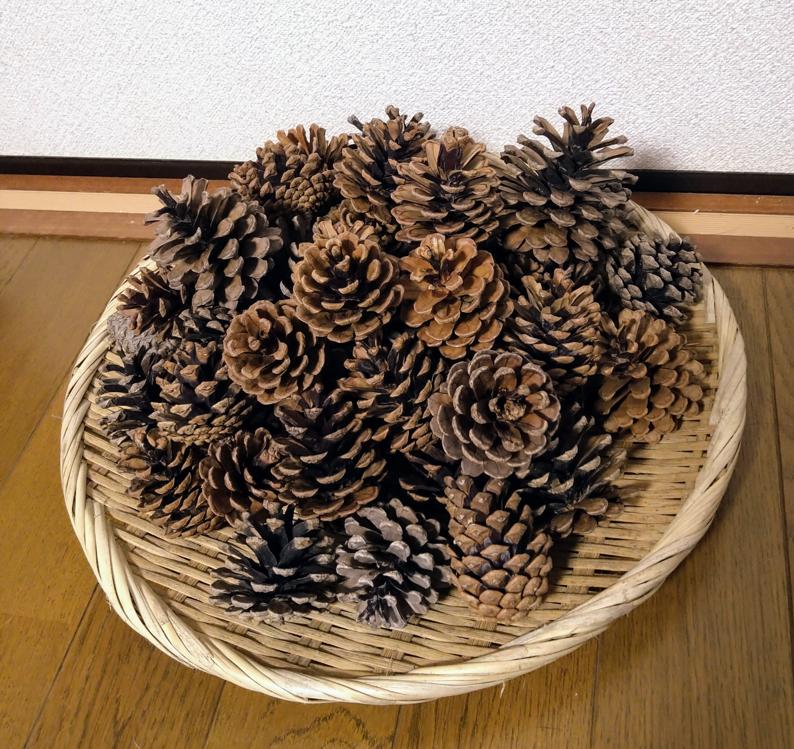 青ぼっくり、５キロ、業務用にどうぞ 青ぼっくり、5キロ、業務用にどうぞ