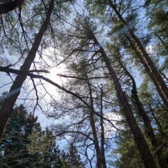 庄内の松だより|2024年4月