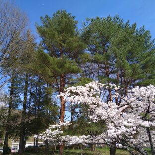 桜と赤松