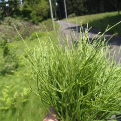 (お知らせ)スギナブレンド茶がさらにパワーアップします！