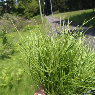 (お知らせ)スギナブレンド茶がさらにパワーアップします！