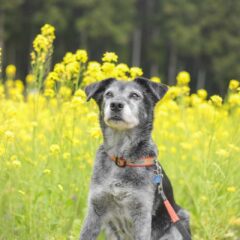 愛犬の命を繋いだ松葉オイル