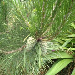 庄内の松だより|2024年6月