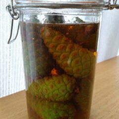 松ぼっくりは食べられる?!青ぼっくりとは?松の果実の活用方法