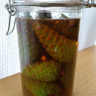 松ぼっくりは食べられる？！青ぼっくりとは？松の果実の活用方法