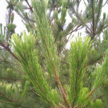 庄内松だより｜2024年7月