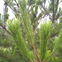 庄内松だより|2024年7月