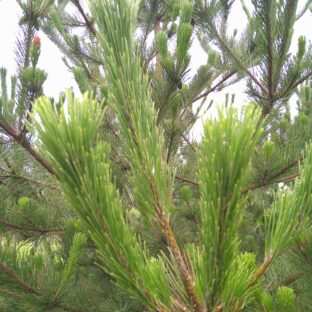 庄内松だより|2024年7月