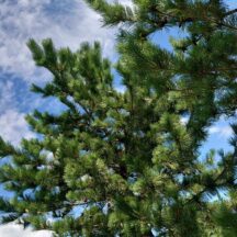 庄内松だより|2024年8月