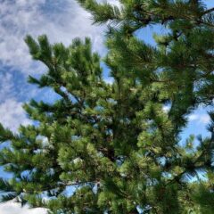 庄内松だより|2024年8月