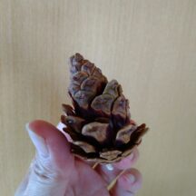 庄内松だより｜2024年9月