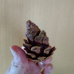 庄内松だより｜2024年9月