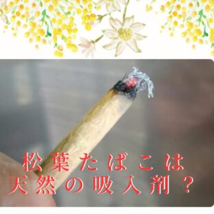 松葉たばこは天然の吸入剤?喘息・気管支炎など呼吸器系疾患に効果が期待!その理由と体験談をご紹介