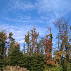 なぜこれほど松が枯れるのか？その原因にせまる①