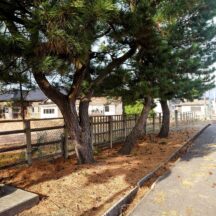 庄内松だより｜2025年1月