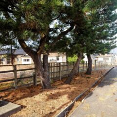 庄内松だより|2025年1月