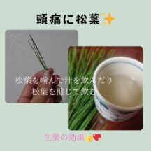頭痛に松？脳内血栓を松葉で溶かす具体的な方法と体験談をご紹介！