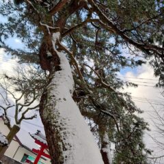 庄内松だより|2025年2月