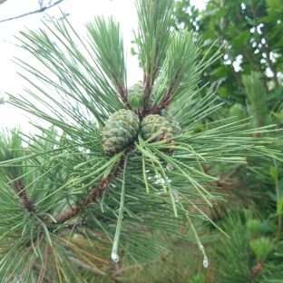 庄内松だより|2025年7月