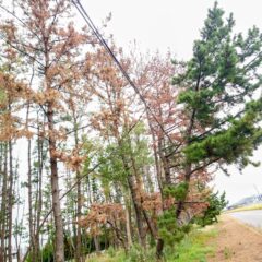 庄内地方の松枯れ18万本前年比38%増|荘内日報より