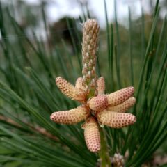 松の花粉は天然の精力剤？実際の舐めた体験談もご紹介！